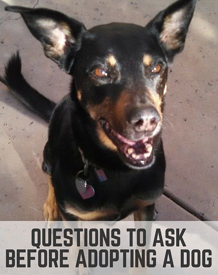 Questions to ask before adopting a dog