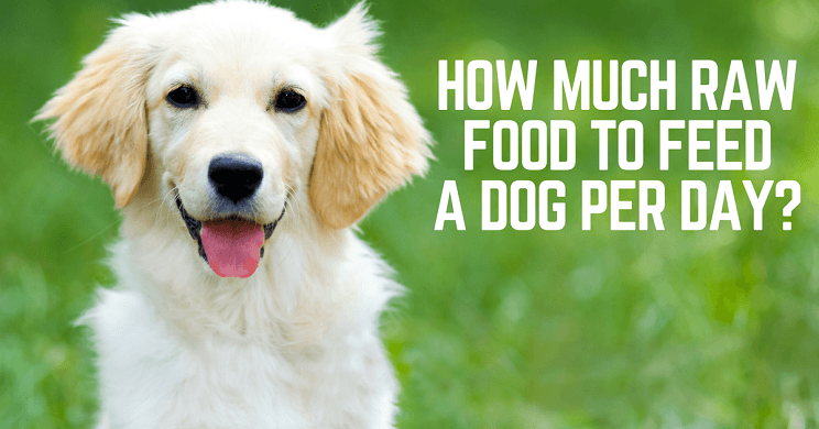 How much raw food to feed a dog per day?