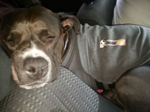 Dog Thundershirt for pitbull