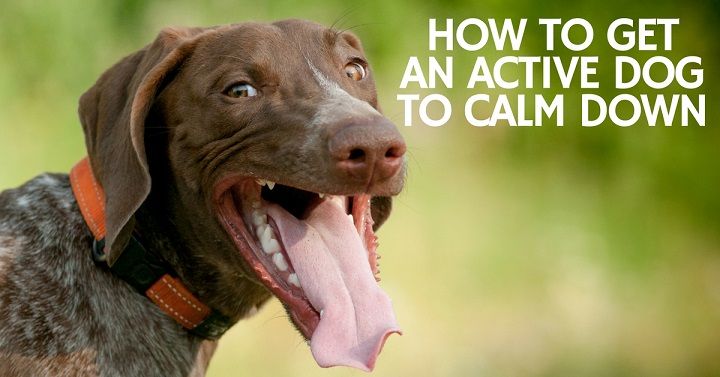 How to get an active dog to calm down