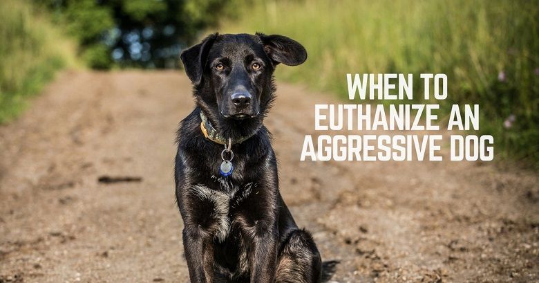When to euthanize an aggressive dog