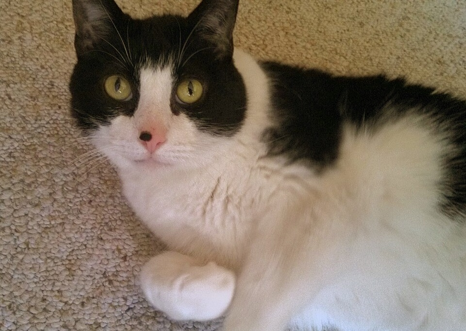 Black and white cat for adoption Fargo