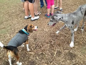 Beagle at the dog park