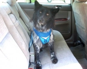 Should dogs wear seat belts?
