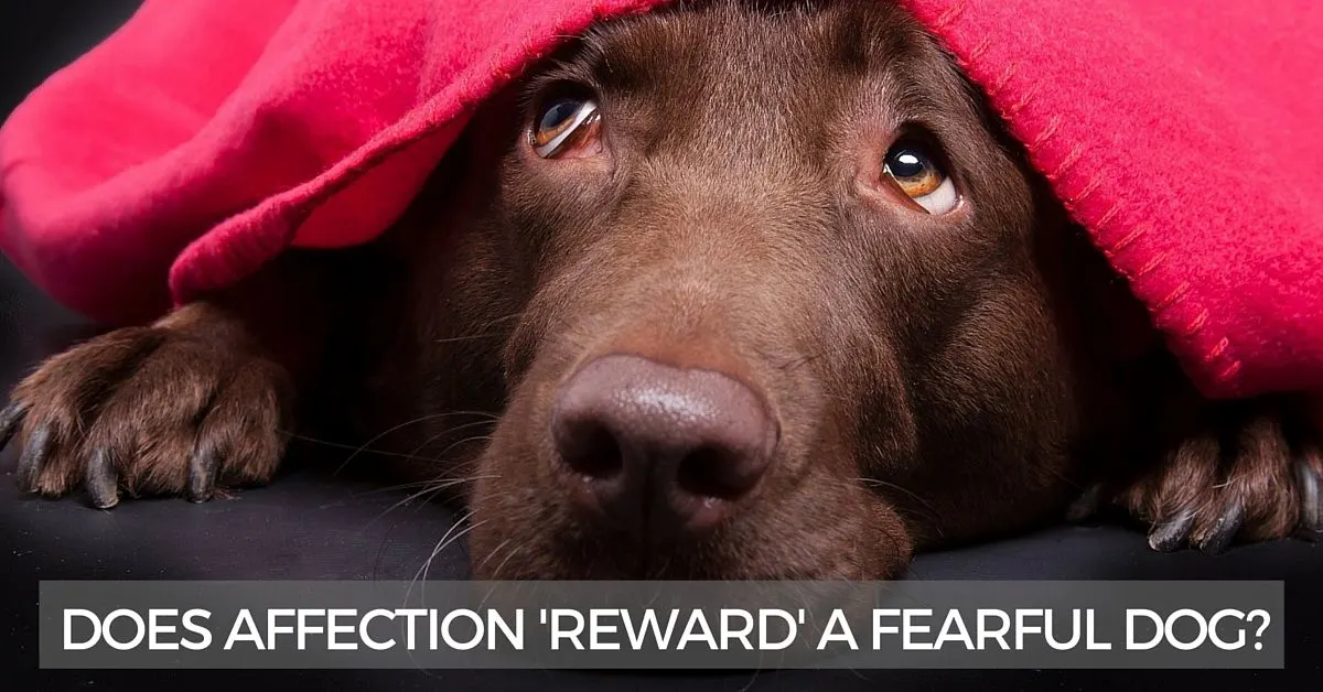 Will affection reward a fearful dog?