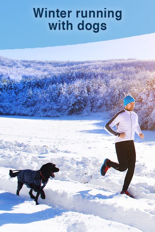 Running with dogs in winter