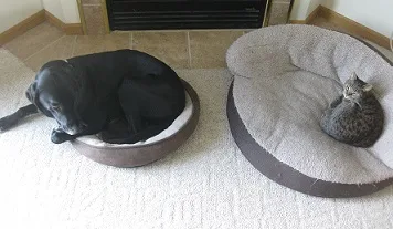 how to teach your dog to stay on his bed