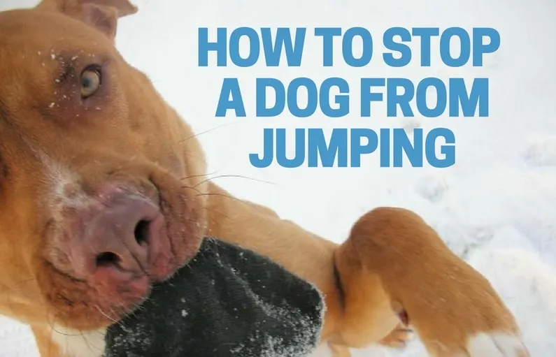 How to stop my dog from jumping on me