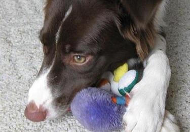 Brown and white border collie guarding her toy