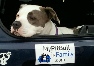 My pitbull is family bumper sticker