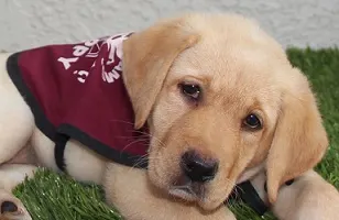 Adelle the guide dog puppy in training