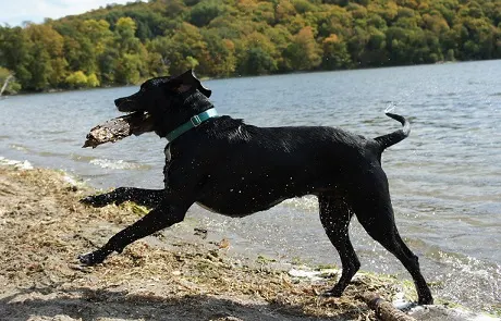 Black Lab mix retrieving a stick from the lake