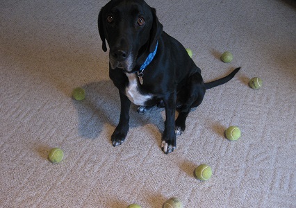 How to manage a black Lab's tennis ball obsession