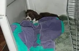 Springer spaniel puppy sleeping in her crate