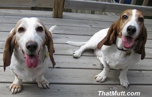 Lucy and Patty the basset hounds