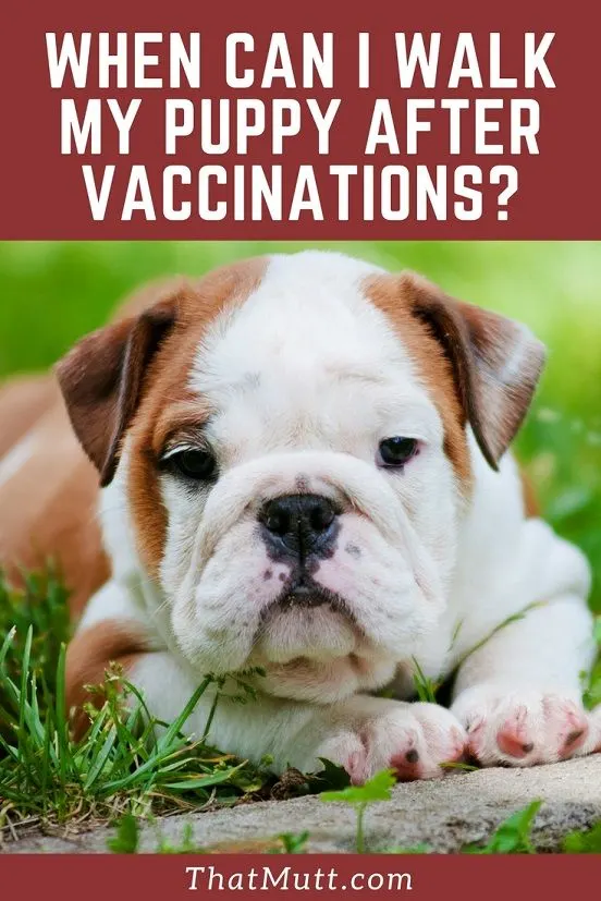 When can I walk my puppy after vaccinations? English bull dog puppy