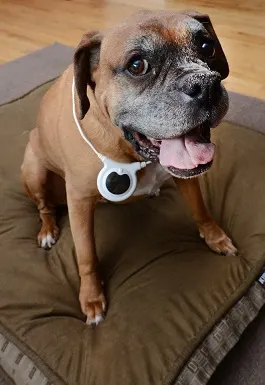 Assisi Loop review - Here is a Boxer dog wearing the Assisi Loop