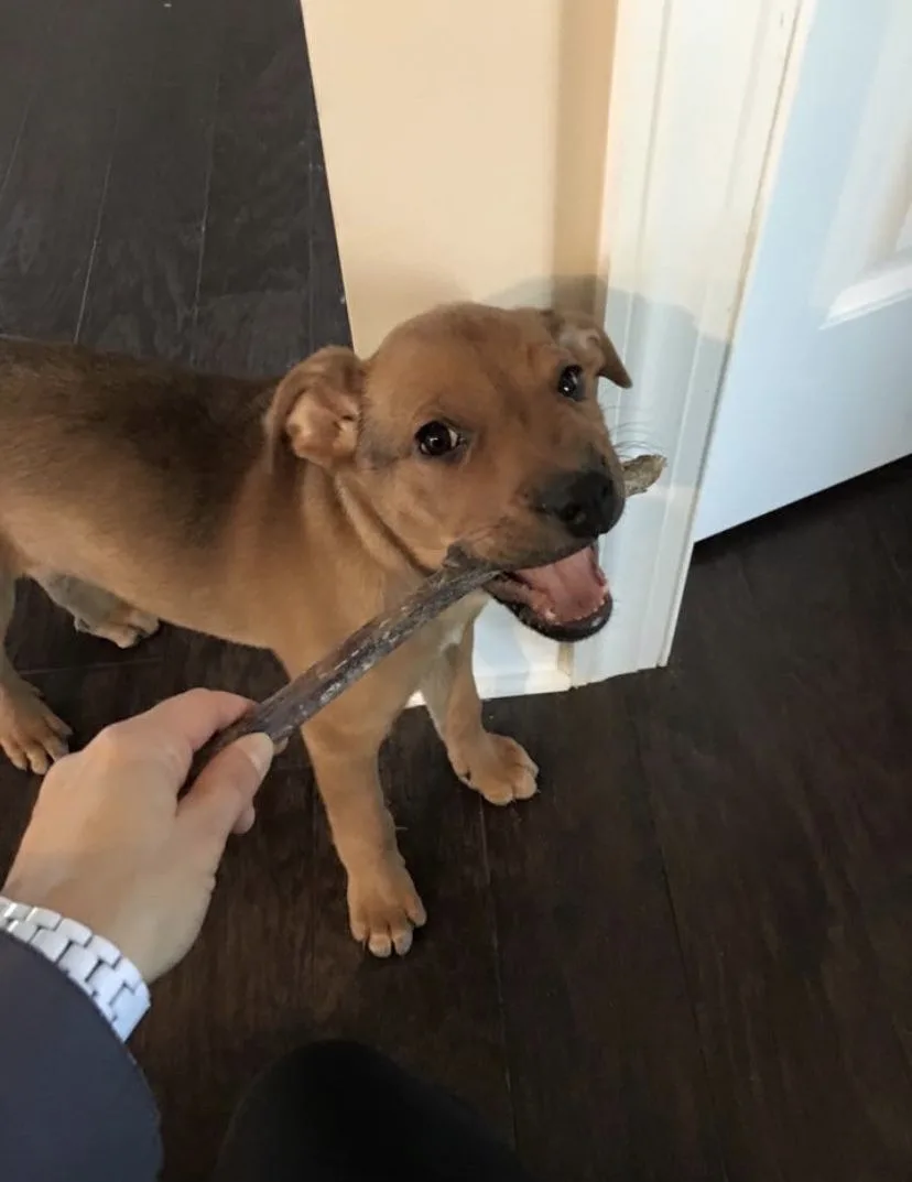 How to stop a puppy's chewing