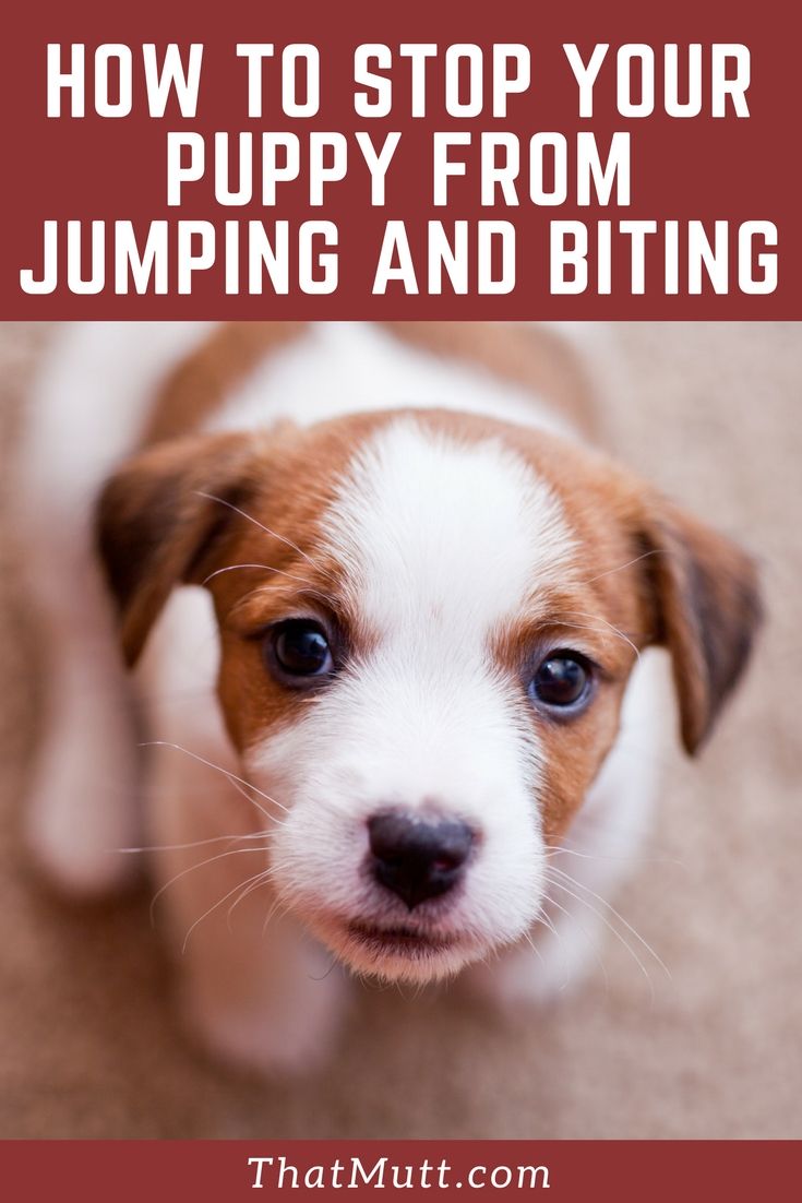 How to Stop My Puppy From Biting & Jumping