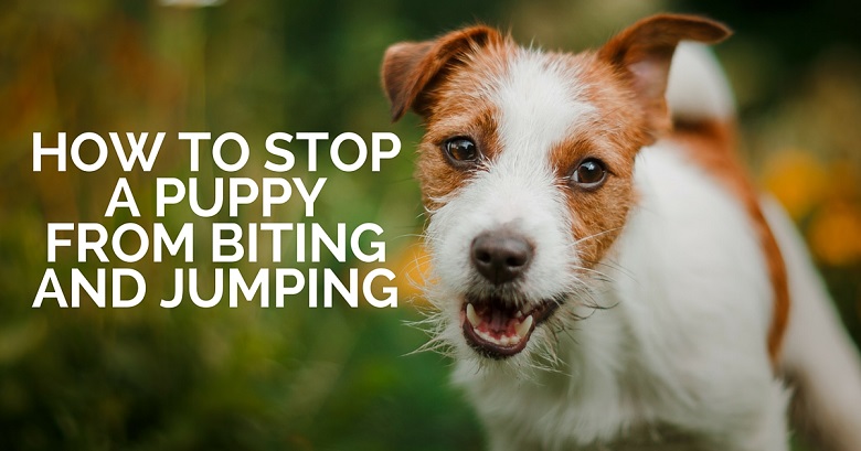 How to Stop My Puppy From Biting & Jumping