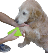 Dog Paw sponge golden retriever