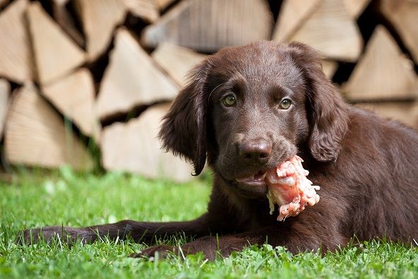 Will My Dog Get Sick From Eating Raw Meat? | ThatMutt.com