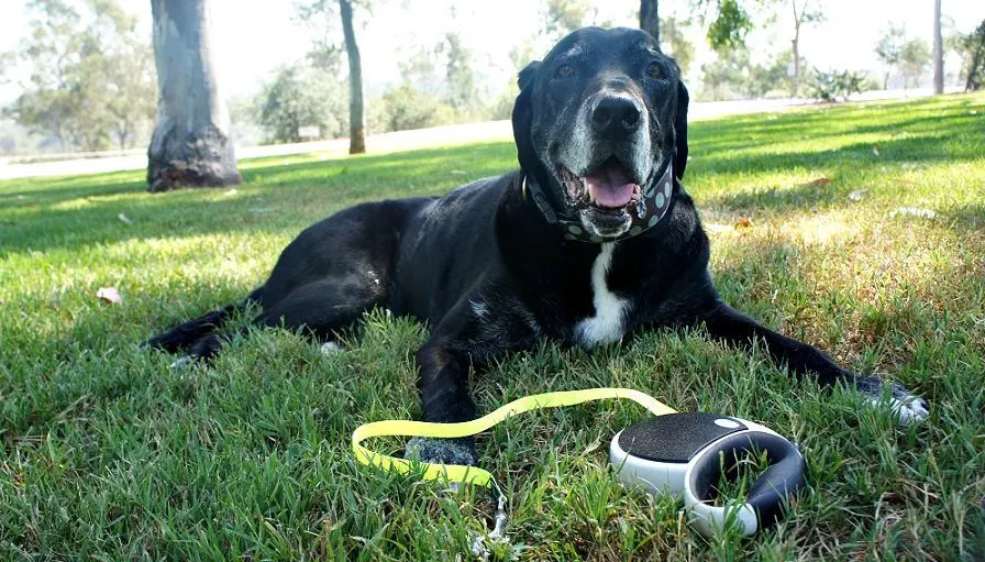 Flexi leashes teach dogs to pull
