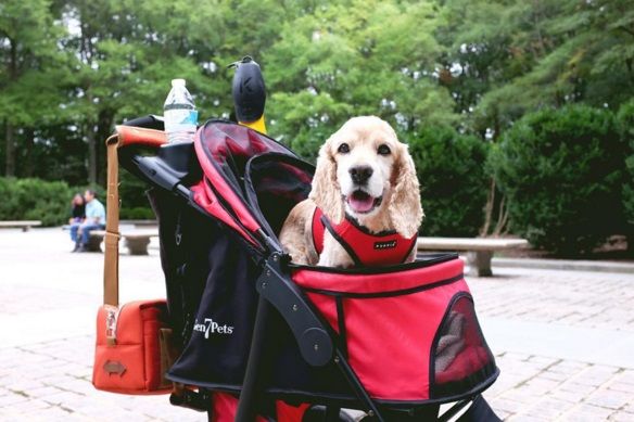 Stroller for a large senior dog