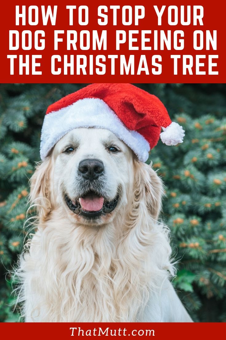How to stop your dog from peeing on the Christmas tree