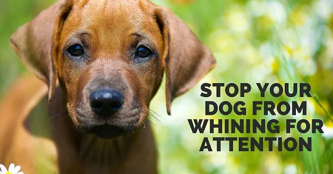 How to stop a dog from whining for attention