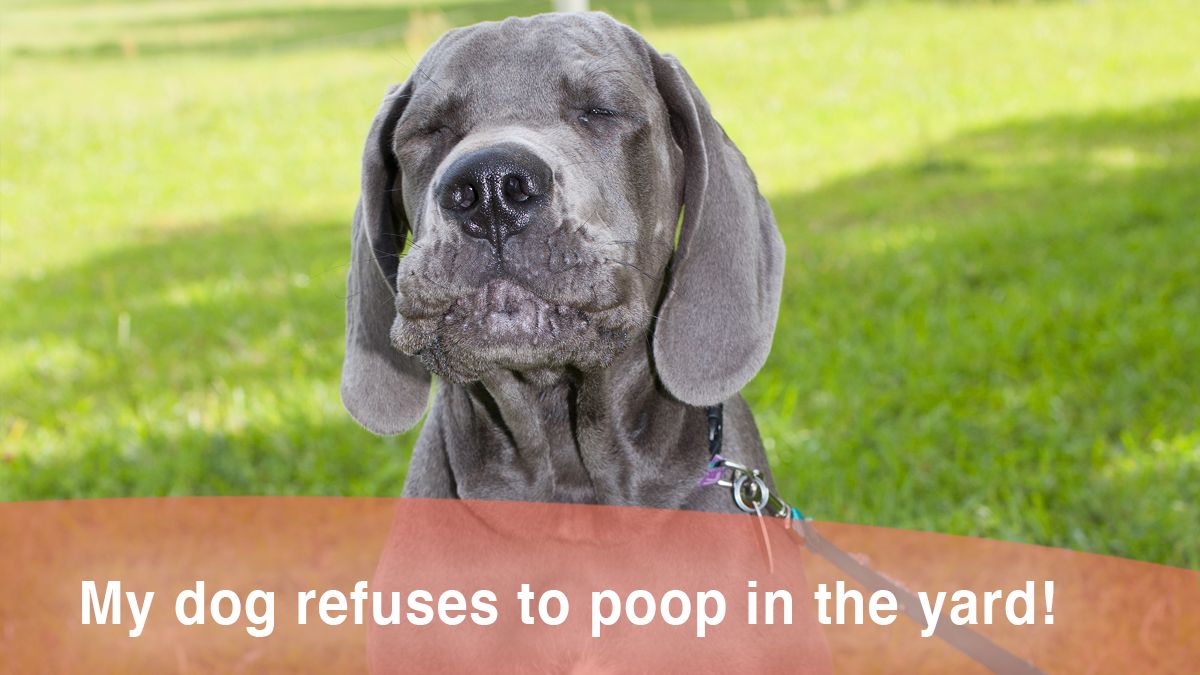 Dog won't poop in the yard