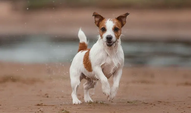 Jack Russell terrier dog for running