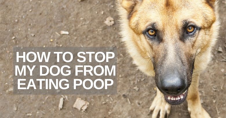 how to make my dog stop eating his own poop