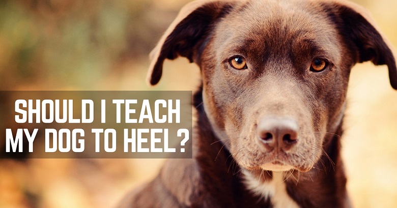 Should I teach my dog to heel