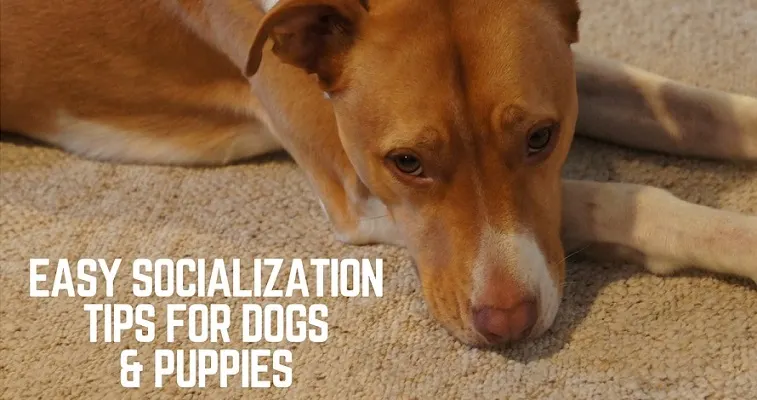 Socialization tips for dogs