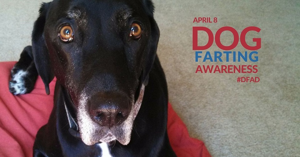 Dog farting awareness day
