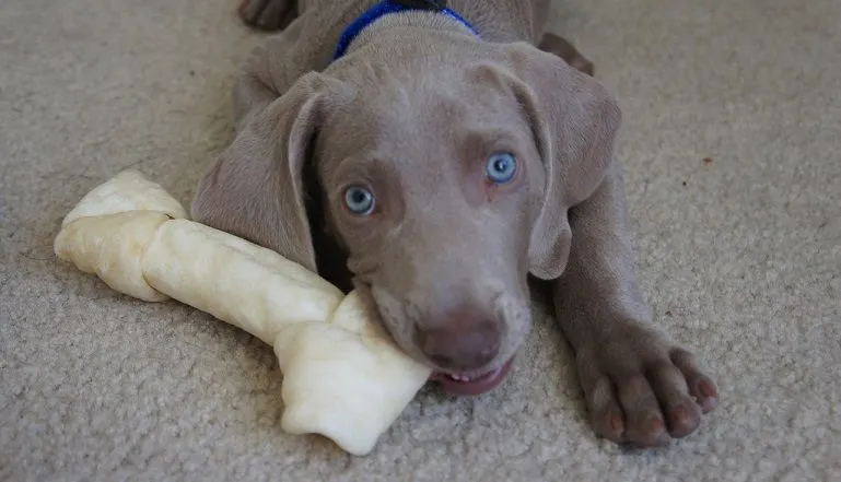 Puppy chewing and teething