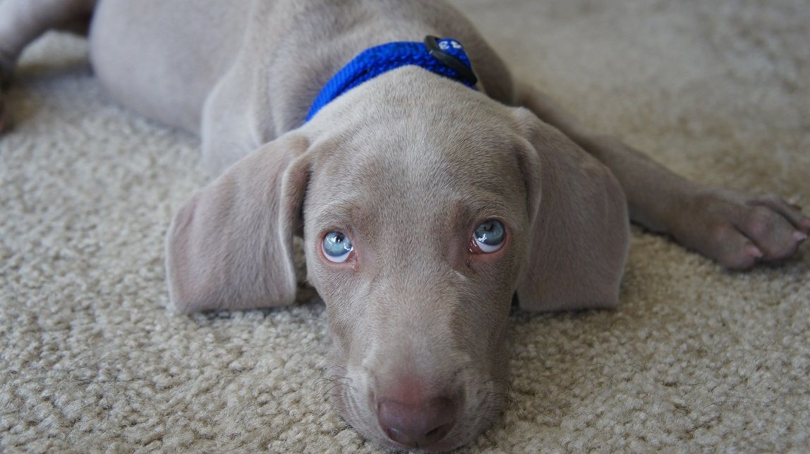 How Long Do Puppies Cry At Night? How to Stop A Puppy's Crying