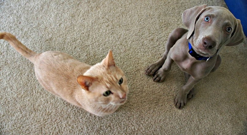 Introducing our cat to our weimaraner