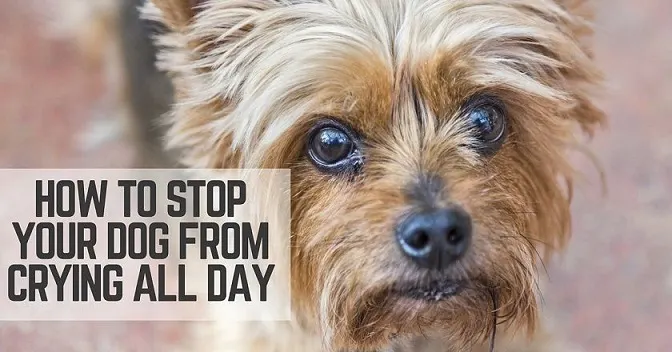 How to stop your dog from crying all day when you're not home