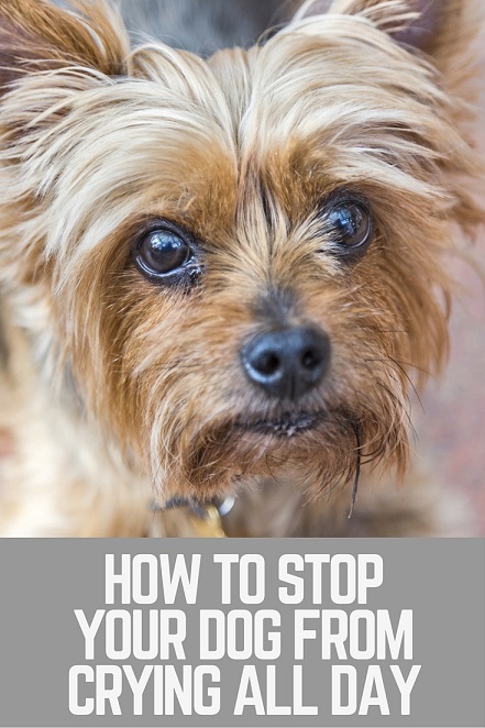 How to stop your dog from crying all day