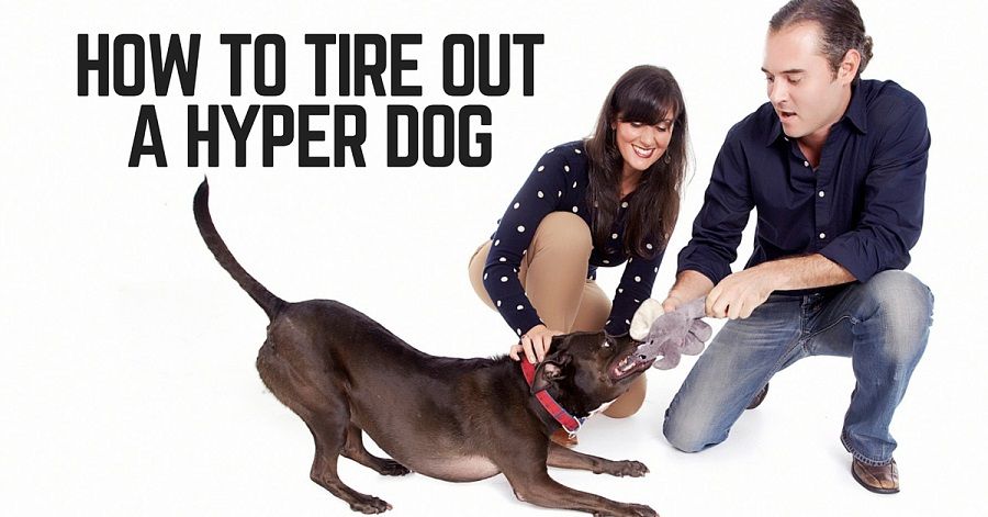 How to tire out a hyper, high energy dog
