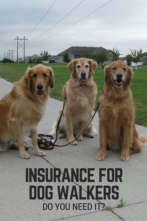 Insurance for dog walkers