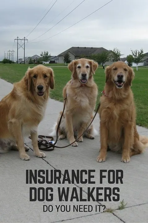 Insurance for dog walkers