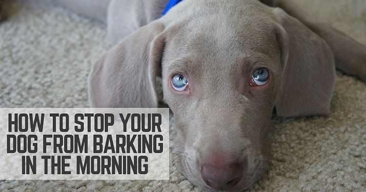 How to stop your dog from barking in the morning