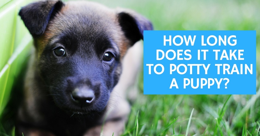how long does it take to house train a puppy