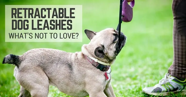 Retractable flexi leashes teach dogs to pull