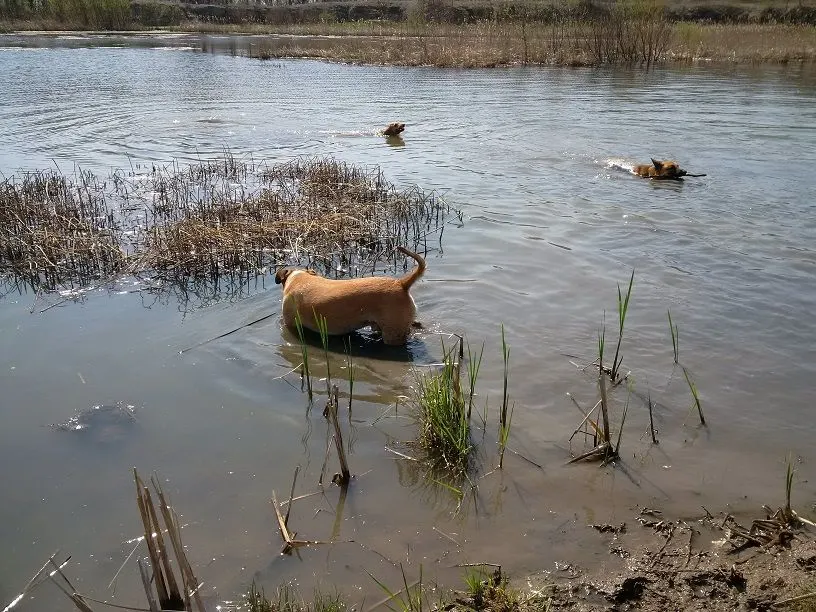 Dogs wading
