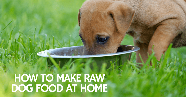 How-to-make-raw-dog-food-compressor