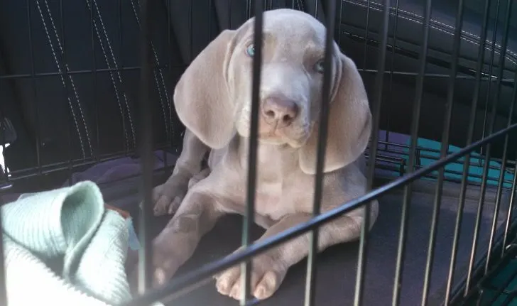How to Crate Train a Puppy, According to Experts